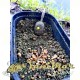 Пелети Feeder Bait Pellet Prestige Natural Fish Meal 4 mm - 800 гр