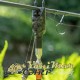 Магнитна бърза връзка PB Products Quick Release Magnet